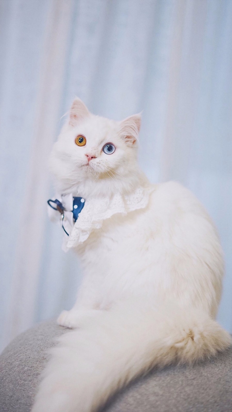 手机壁纸第117期治愈系猫咪助你日常吸猫