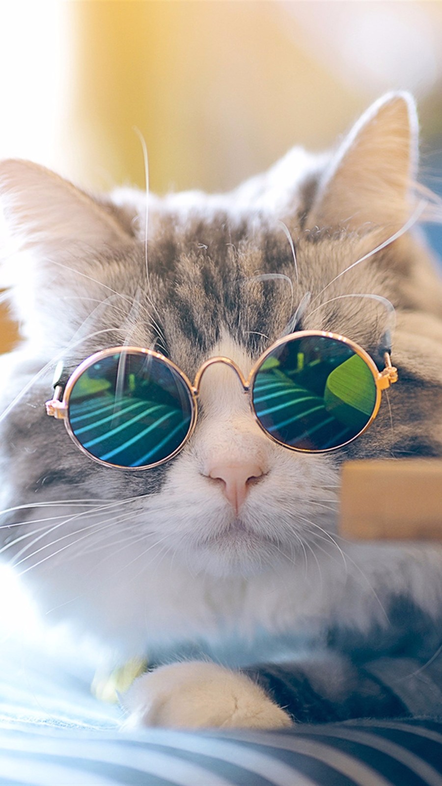 手机壁纸第117期:治愈系猫咪助你日常吸猫