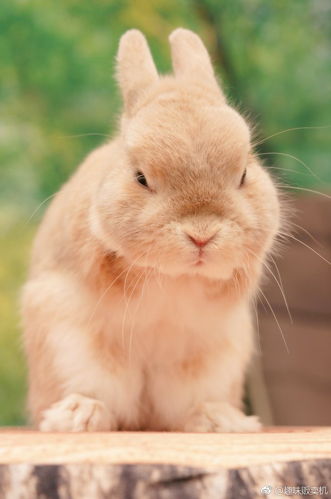 facebook上一只乖萌乖萌的小兔子bynao91