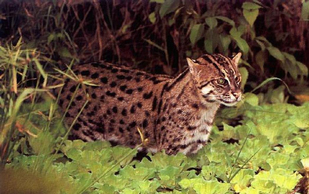 喵星人永不为奴世界上十大最凶悍的猫在此