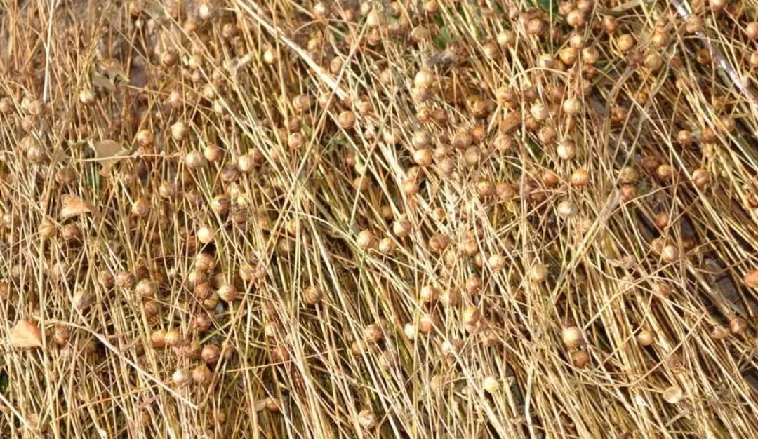 亚麻是人类最早使用的天然植物纤维,距今已有1万年以上的历史了咯.