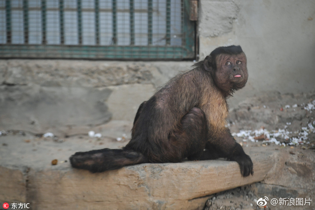天津丑萌网红人脸猴火了国字脸爱吐舌成行走的表情包