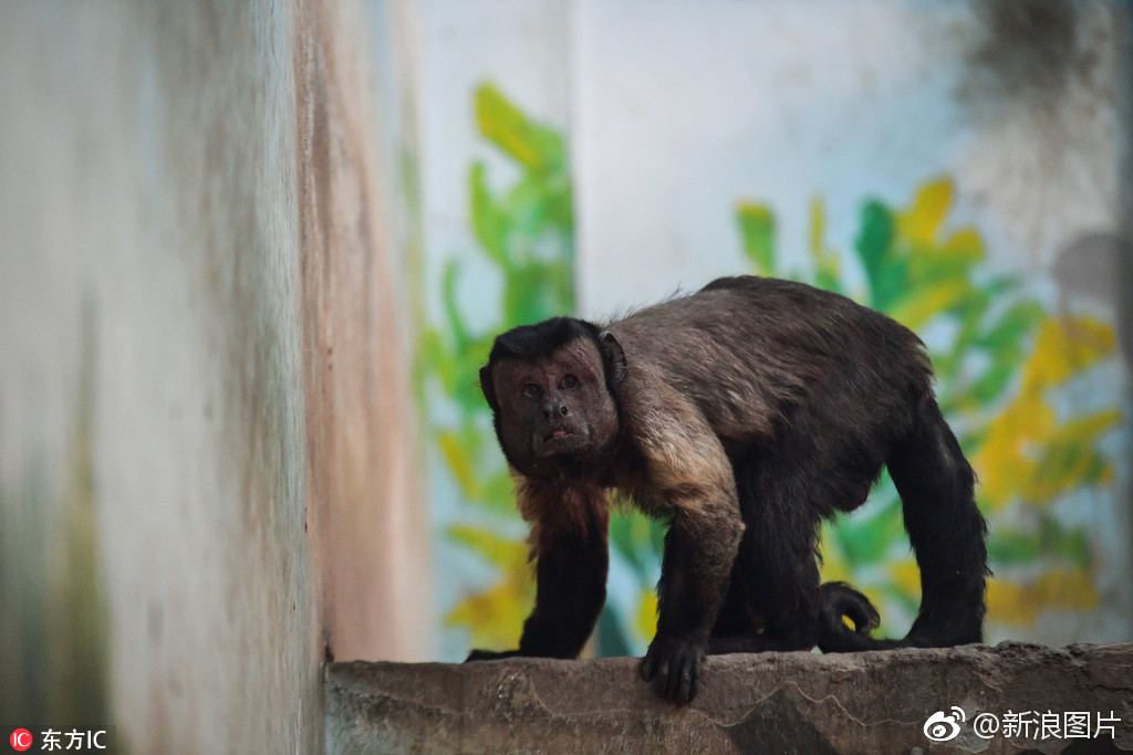 天津丑萌网红人脸猴火了国字脸爱吐舌成行走的表情包