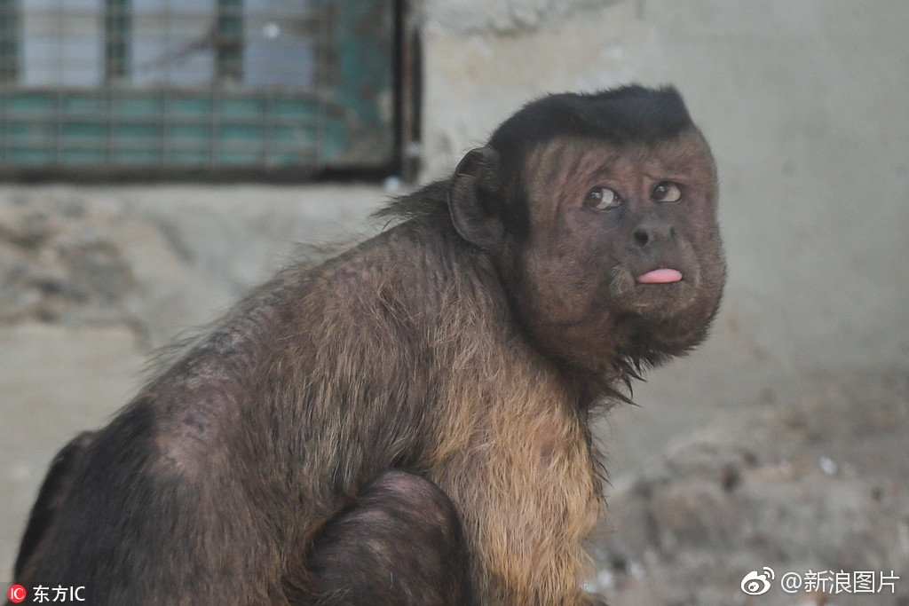 人脸猴子表情包图片