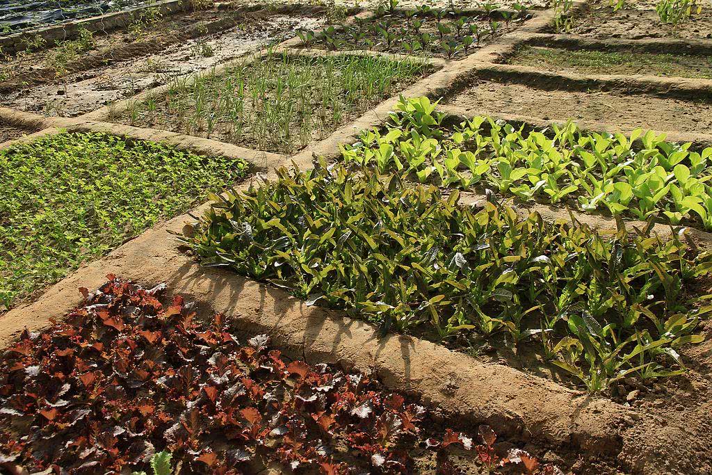 农村种菜手抄报