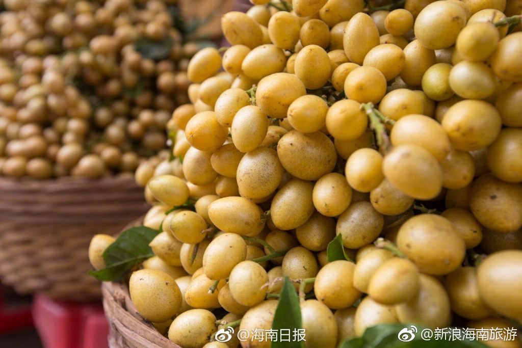 海口永兴黄皮采摘正当时!走起