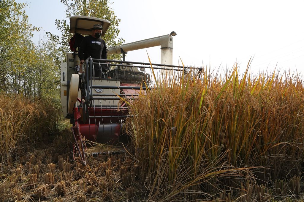 农村收割机割一亩水稻70元 如果放在过去雇人工去割,根本不划算