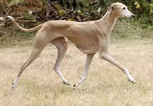 第十, 罗泰犬:源于法国,是真正的欧洲种,它们的祖先遍布南欧各国.