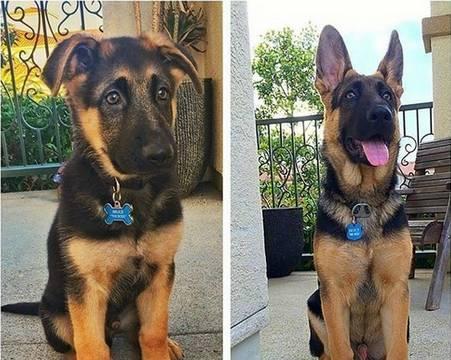 没想到德牧是这样的大暖汪!