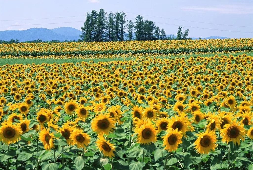 霸气不输昭苏油菜花伊犁另一绝美之地万亩花海8月全面盛放