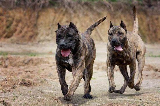 世界咬死人记录最多的三种恶犬:中国一犬上榜,被它咬住非死即伤