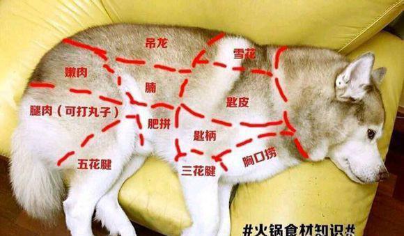 二哈咬坏我的口红和全能乳, 请问各位网友: 狗肉怎么做好吃?