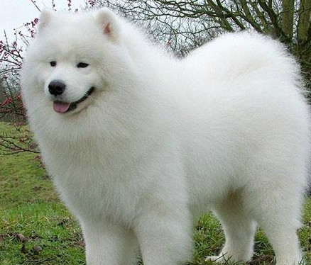 四种下雪就找不到的狗狗 大白熊犬很搞笑 图四肯定不认识