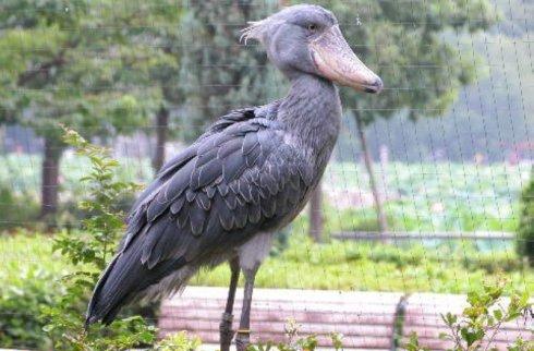 上野动物园来了只傻鸟,大家都不萌坏了|上野动物园|鸟|粑粑_新浪新闻