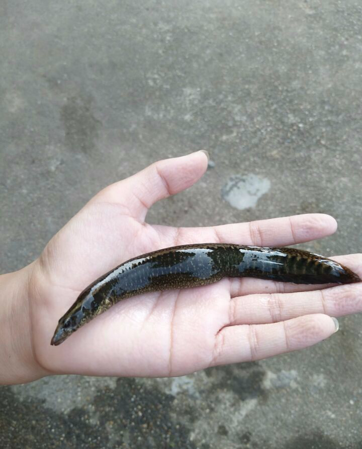 难得一见的野生鱼类似泥鳅而非泥鳅似黄鳝而非黄鳝