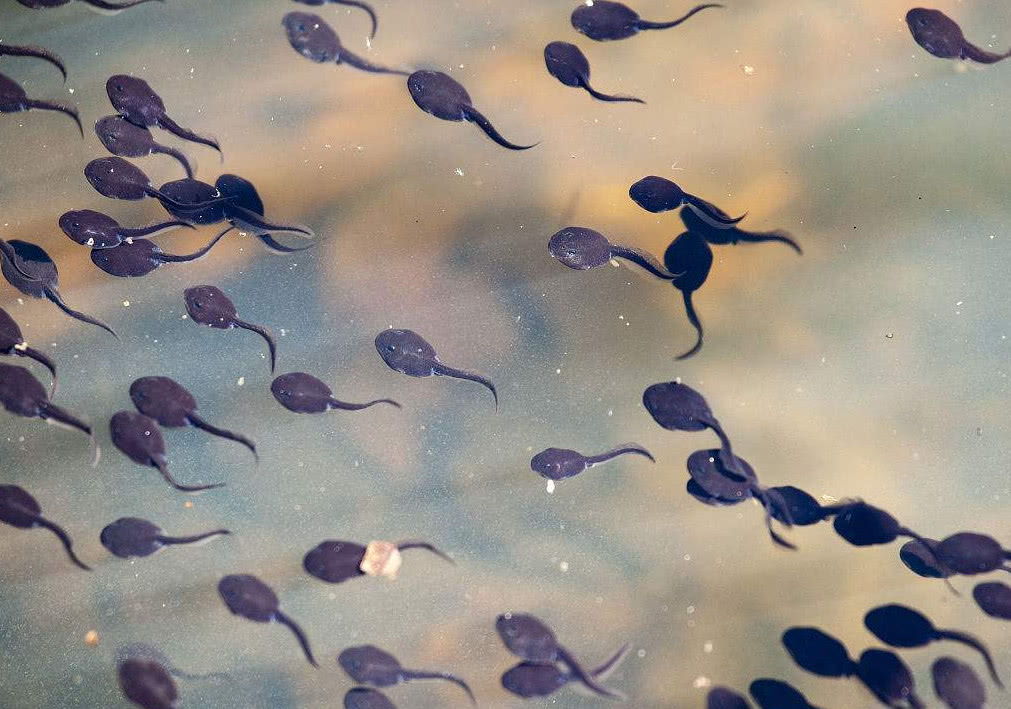 你还在给孩子用"三年冬瓜水""生吞活蝌蚪"这些偏方吗?