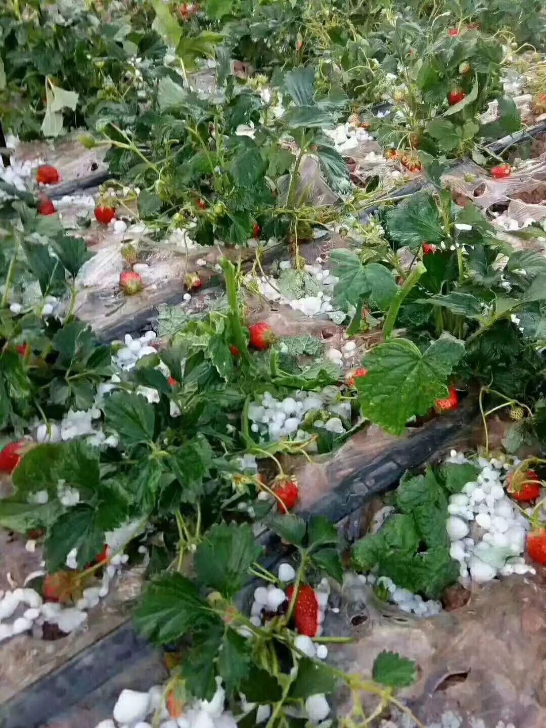 楚雄遭遇50年罕见冰雹突袭,城市道路被冰雹覆盖!