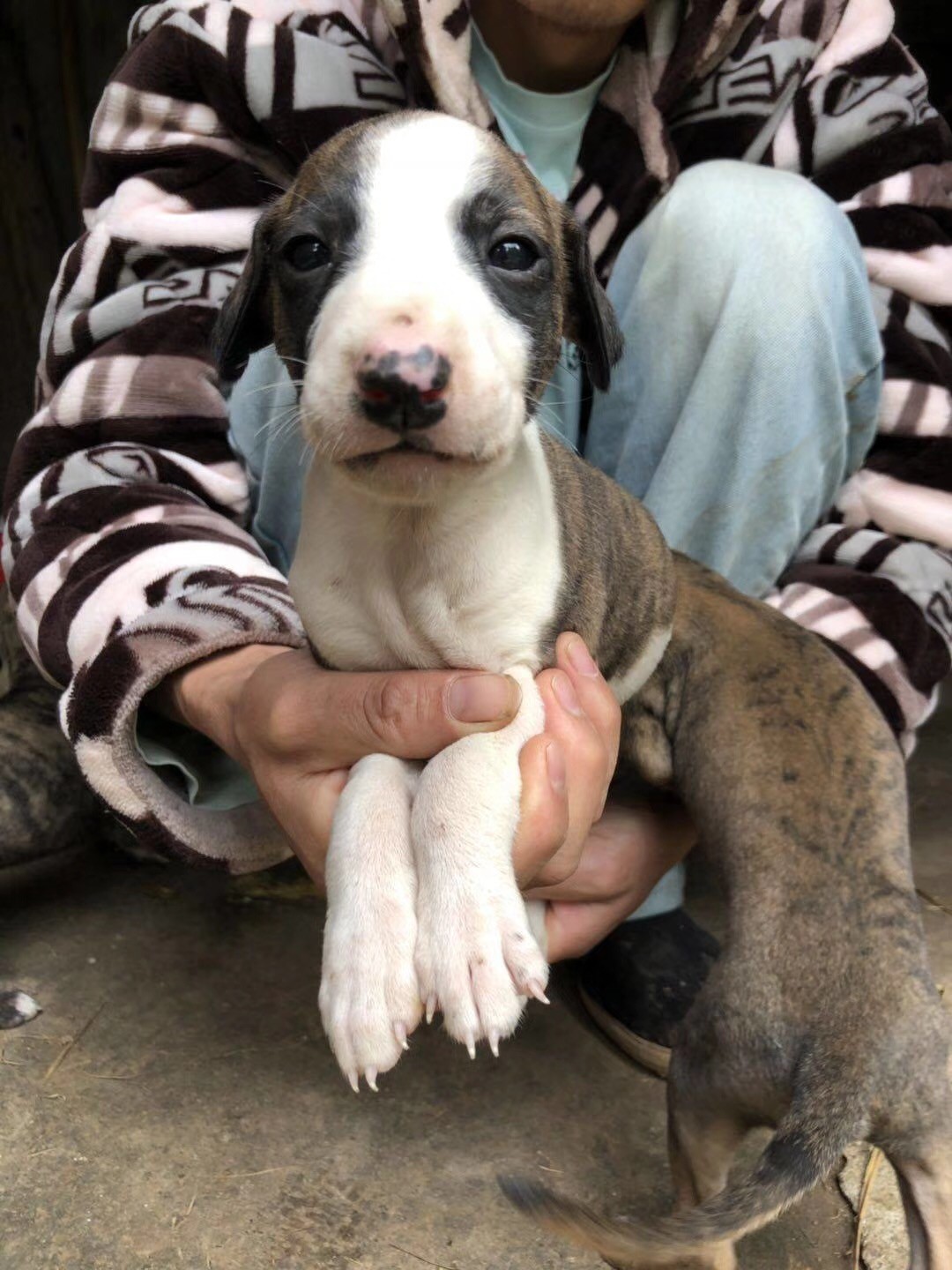 小惠比特犬:追野兔,我可是杠杠的!_新浪看点