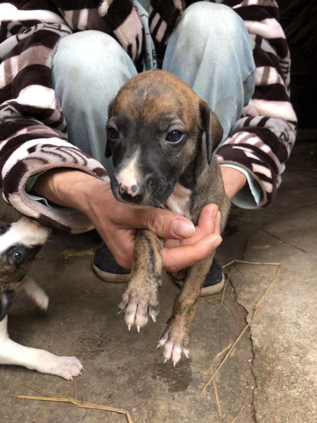 小惠比特犬:追野兔,我可是杠杠的!_新浪看点