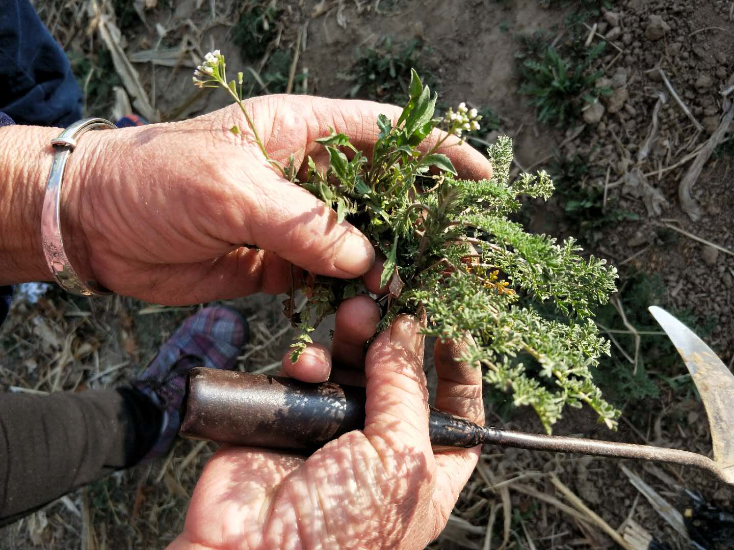 老人拿着篮子来到地里,挖起了美味的野菜