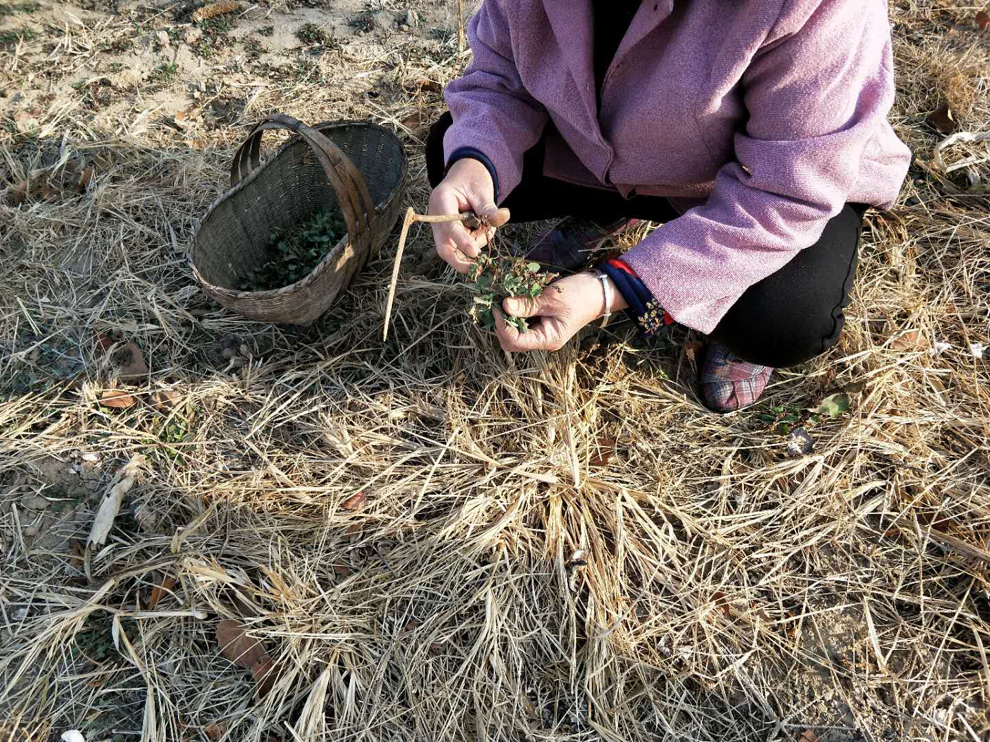 老人拿着篮子来到地里,挖起了美味的野菜