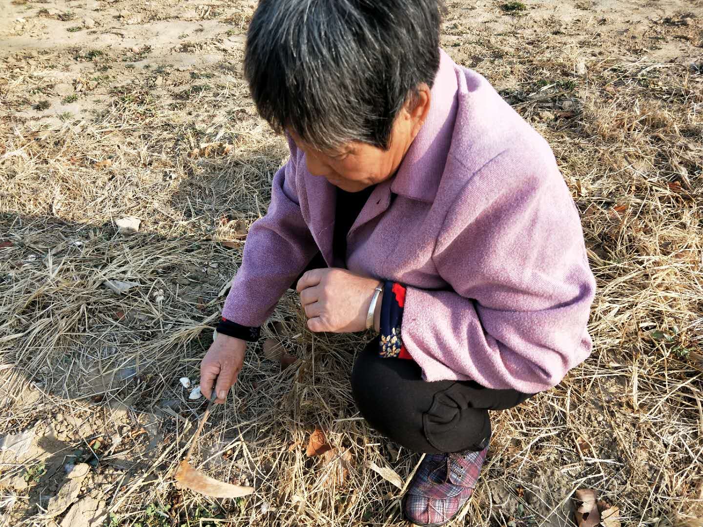 老人拿着篮子来到地里,挖起了美味的野菜