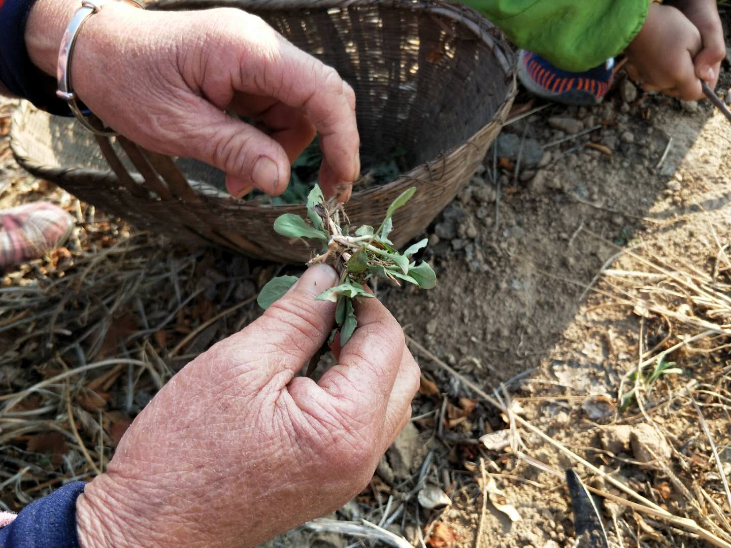 老人拿着篮子来到地里,挖起了美味的野菜