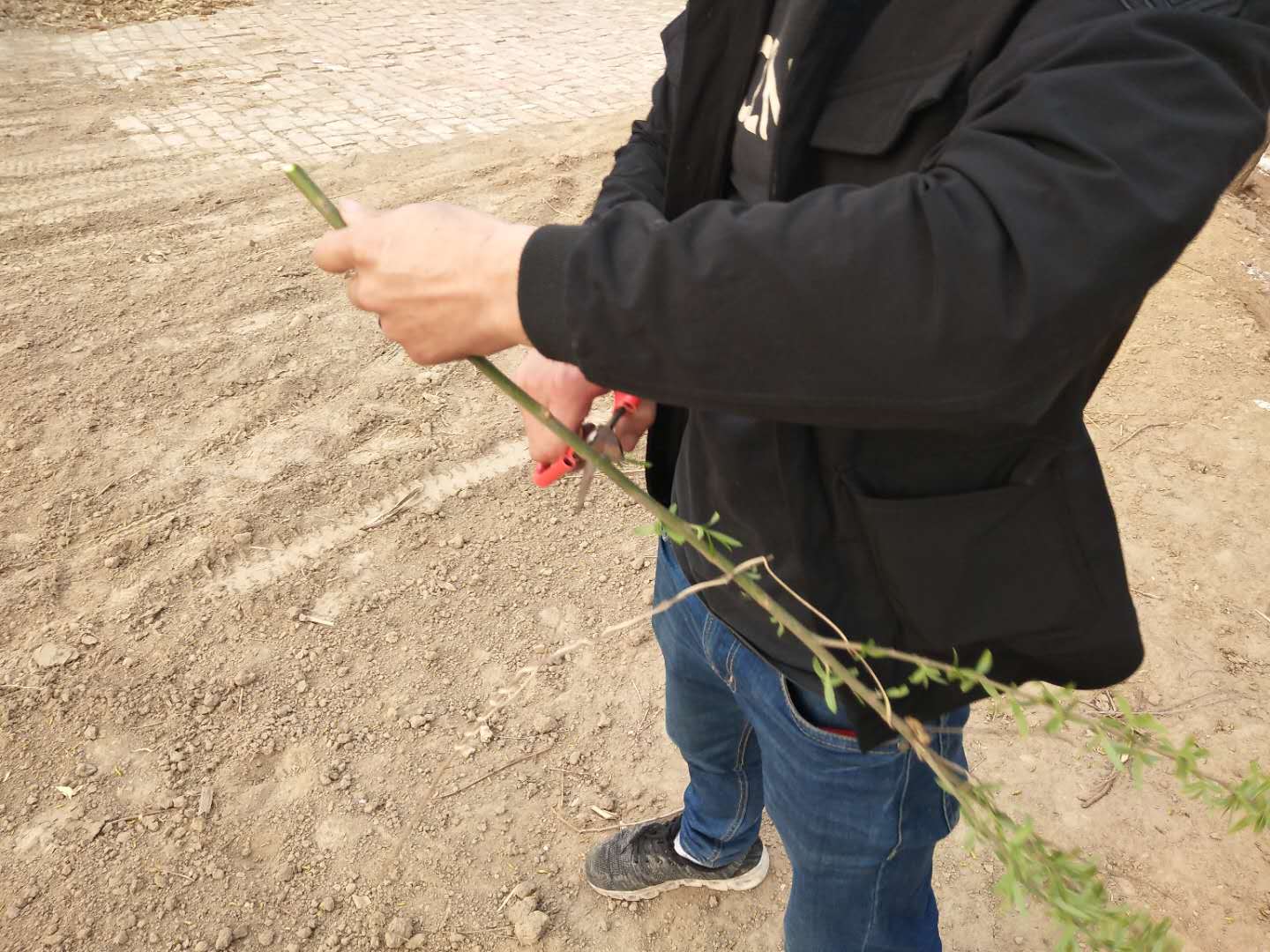 农村小伙拿一根柳树枝制作一会儿最后的成品勾起80后的回忆