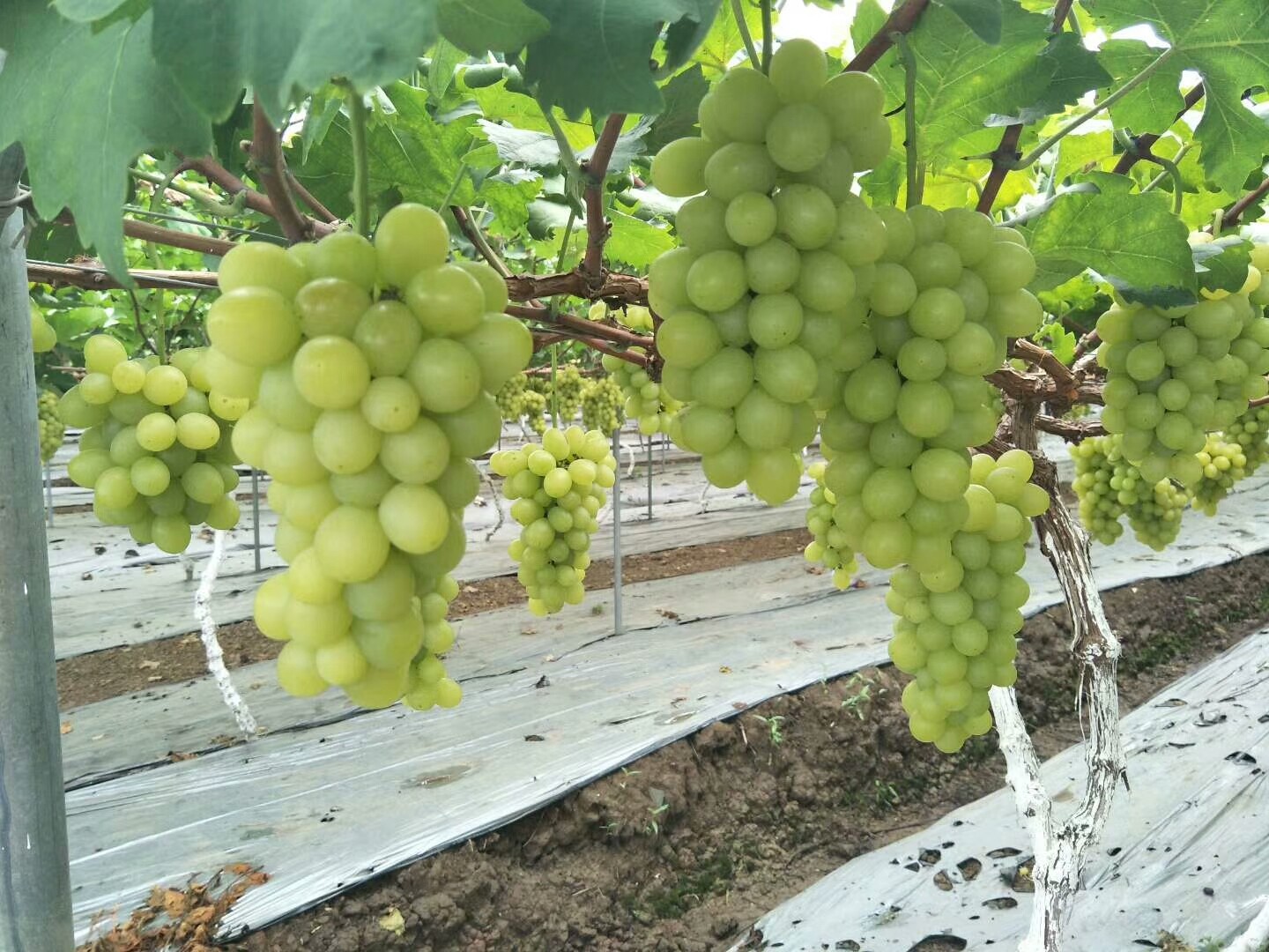 彭山:第九届葡萄节将于8月8日开幕