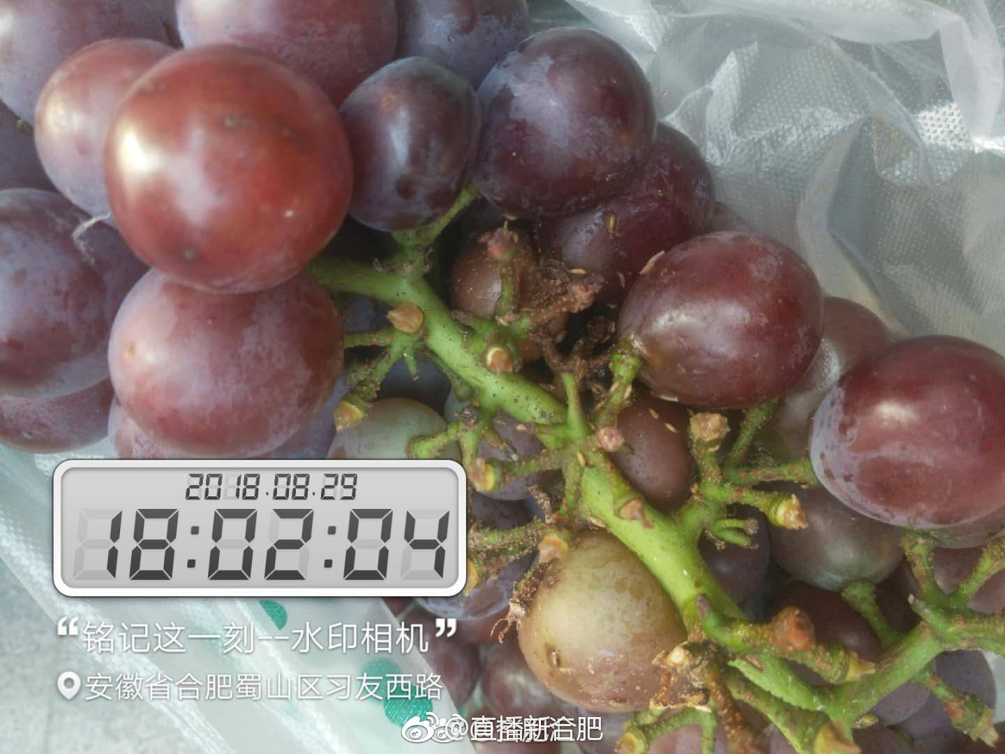 太恶心了买串葡萄居然还带蛆让退款商家还态度恶劣