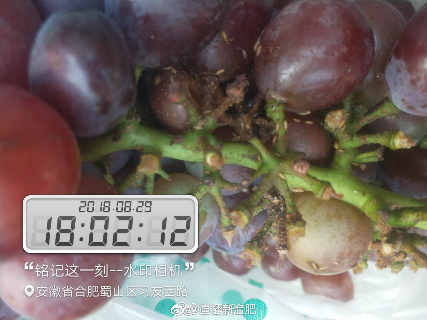 太恶心了买串葡萄居然还带蛆让退款商家还态度恶劣