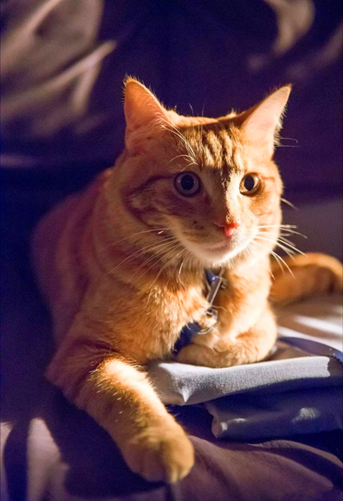 流浪橘猫改变了铲屎官,帮他戒掉毒瘾并获得爱情!