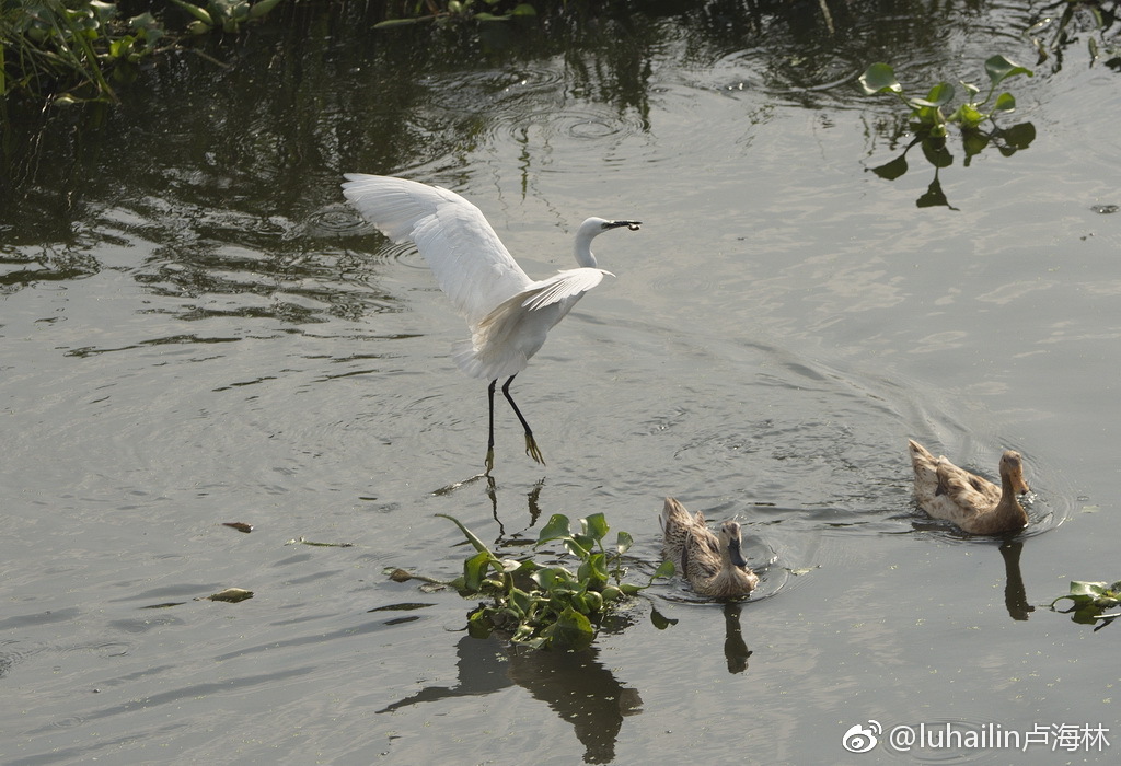 日暮觀白鷺，情迷烏本橋。春光無限好，夢裏亦逍遙。|無限|情迷|春光|烏本橋|白鷺_新浪新闻