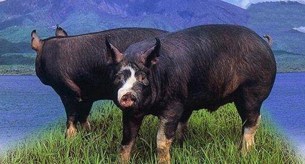 地球上10大最贵的猪,第九来自中国,第一价值6500万元