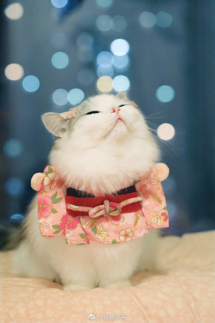 哎呀,好萌的喵星人,今天也要开心鸭