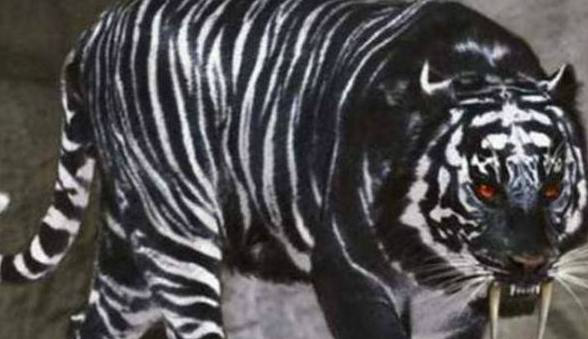 生物,第一个现在仅存一只,最后一个至今是迷|獒|青狼|猎豹_新浪新闻