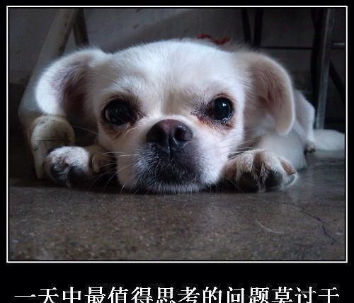 谁都不许笑, 再笑我打你信不信?