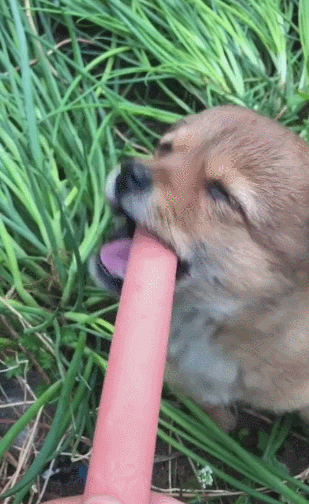 小土狗第一次吃火腿没有主人允许不敢动欢喜的表情太可爱