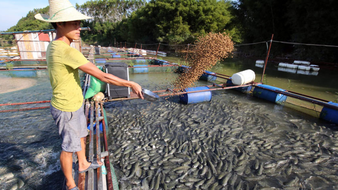 安徽一农民发明集装箱养鱼,一年收获一万斤,到底有什么神奇?
