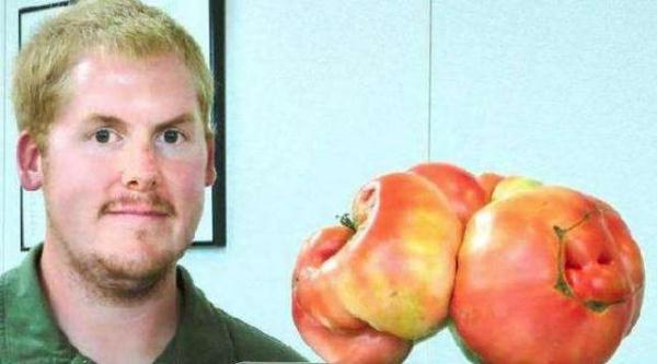 世界上最大的番茄:重达8斤可供十个人食用