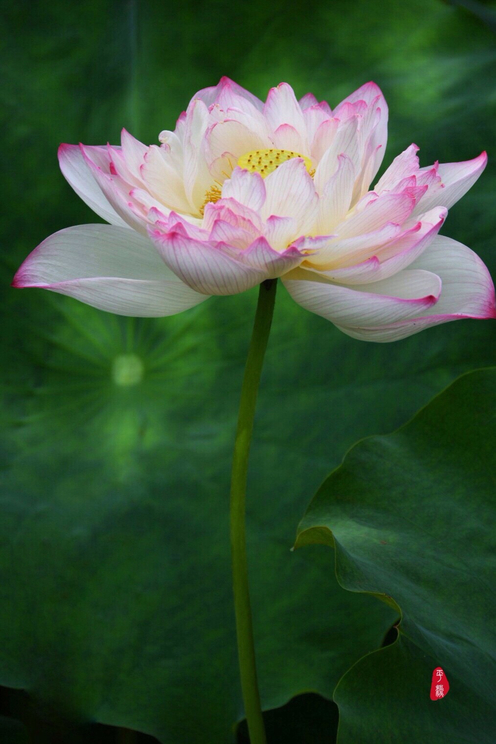 重瓣莲花我已亭亭不忧也不惧莲的心事席慕容