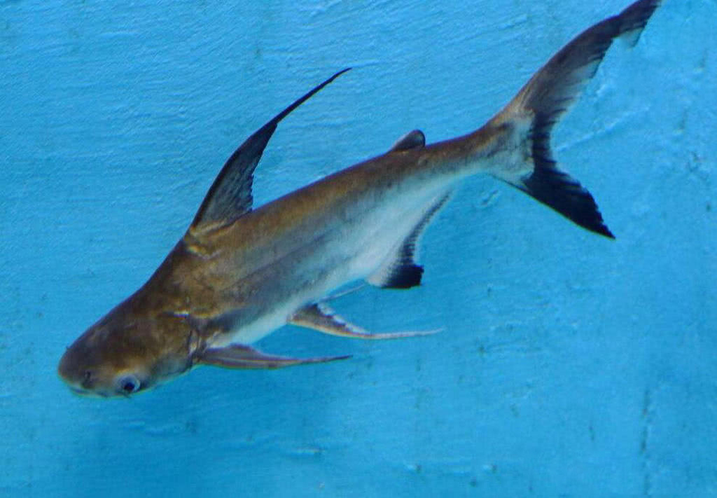 湄公河有一种名叫成吉思汗鱼的凶猛鱼类,简直是淡水河中的鲨鱼