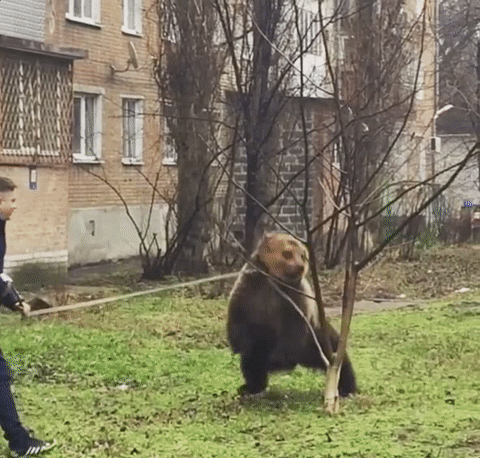 俄罗斯人打熊动图图片