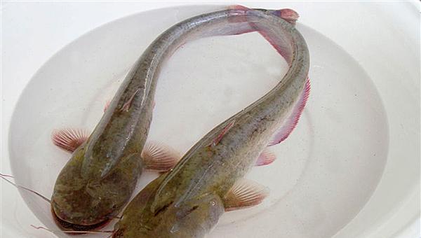 鲶鱼的食用禁忌 鲶鱼和它一起吃会中毒