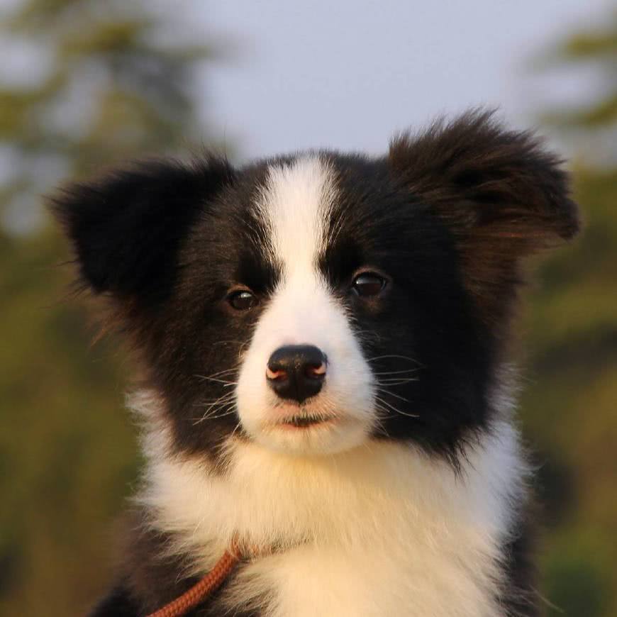 边牧和金毛犬一样会掉毛,所以你饲养了边牧之后你就要承受它掉毛的坏