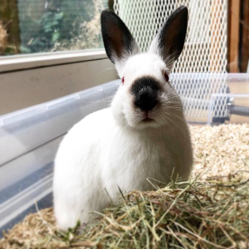 不只卖萌,还能"变色",喜马拉雅兔也太可爱了吧!|喜马拉雅|温度|变色_