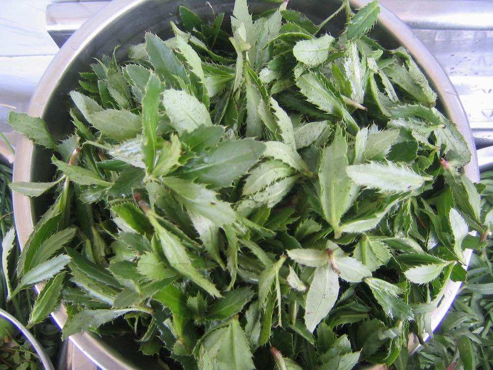 农民却喜爱它,常把它当补钙野菜|大豆|刺儿菜|野菜_新浪新闻