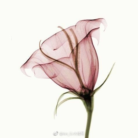花 脉