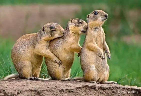 小动物蠢蠢欲动看着看着就跟着笑起来了