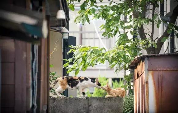 震惊！！你喂养一只流浪猫可能导致数十只流浪猫的死亡